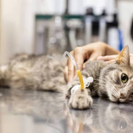KEDİ VE KÖPEKLERDE BÖBREK YETMEZLİĞİ 